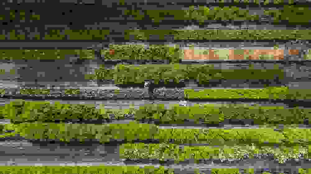 Sunflower Seed Export